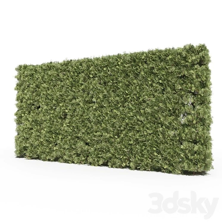 Thuja # 3 (Thuja # 3)