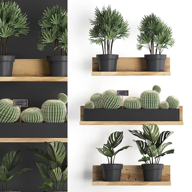 Vertical gardening. 51, Shelf with flowers, cactus, monstera, rapis, palm tree, Barrel cactus, round cactus, eco design, Raphis Palm