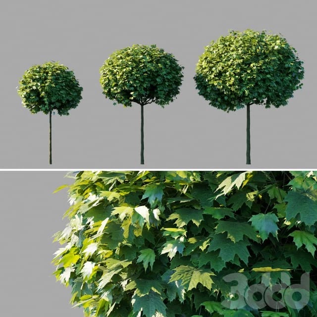 Maple acutifoliate "Globosum" / Acer platanoides "Globosum"