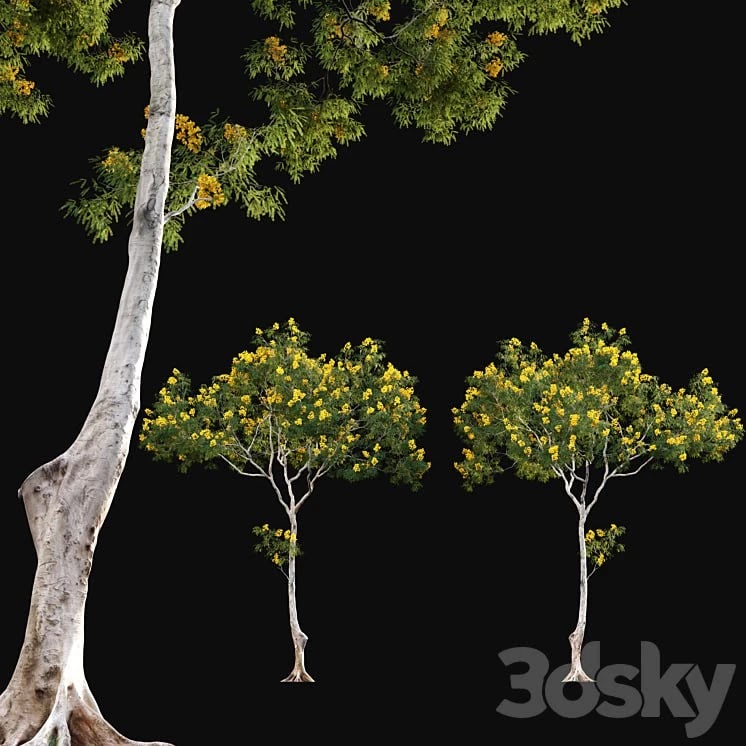 Cassia splendida - Golden Wonder Senna