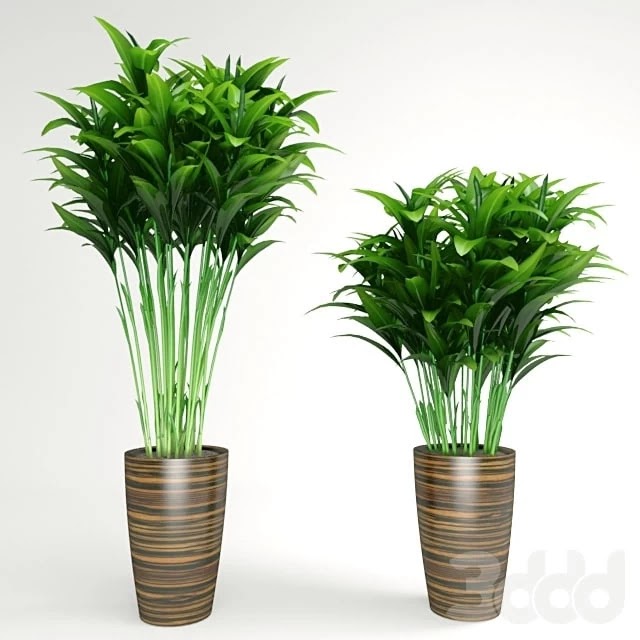 plant