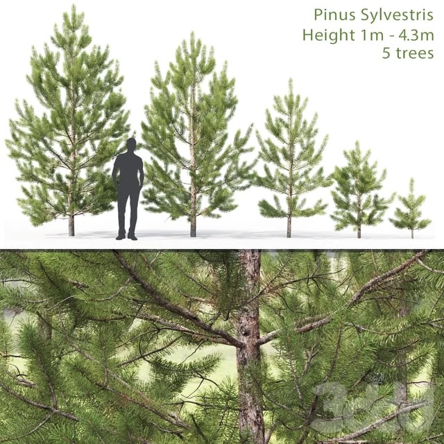 Pinus sylvestris young # 2 (1-4.3m)