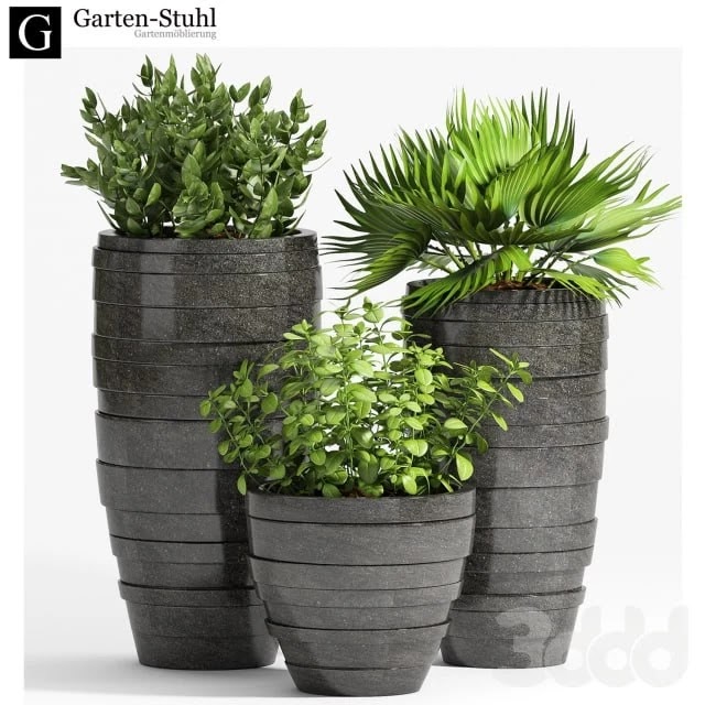 PLANT-31