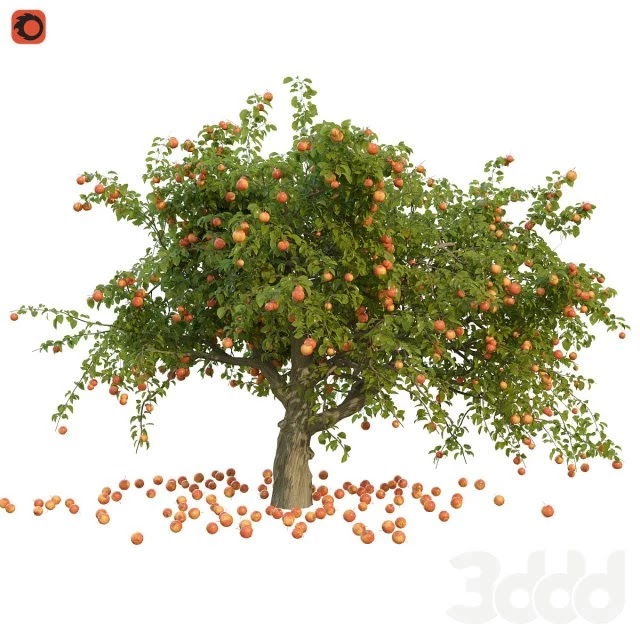 Apple tree