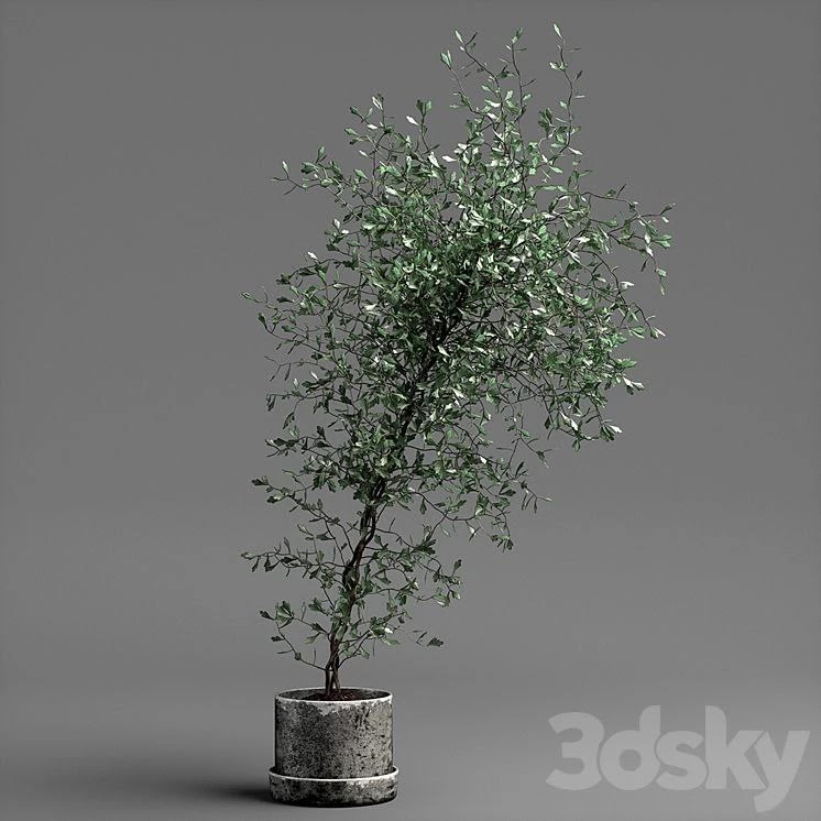 corocia plant