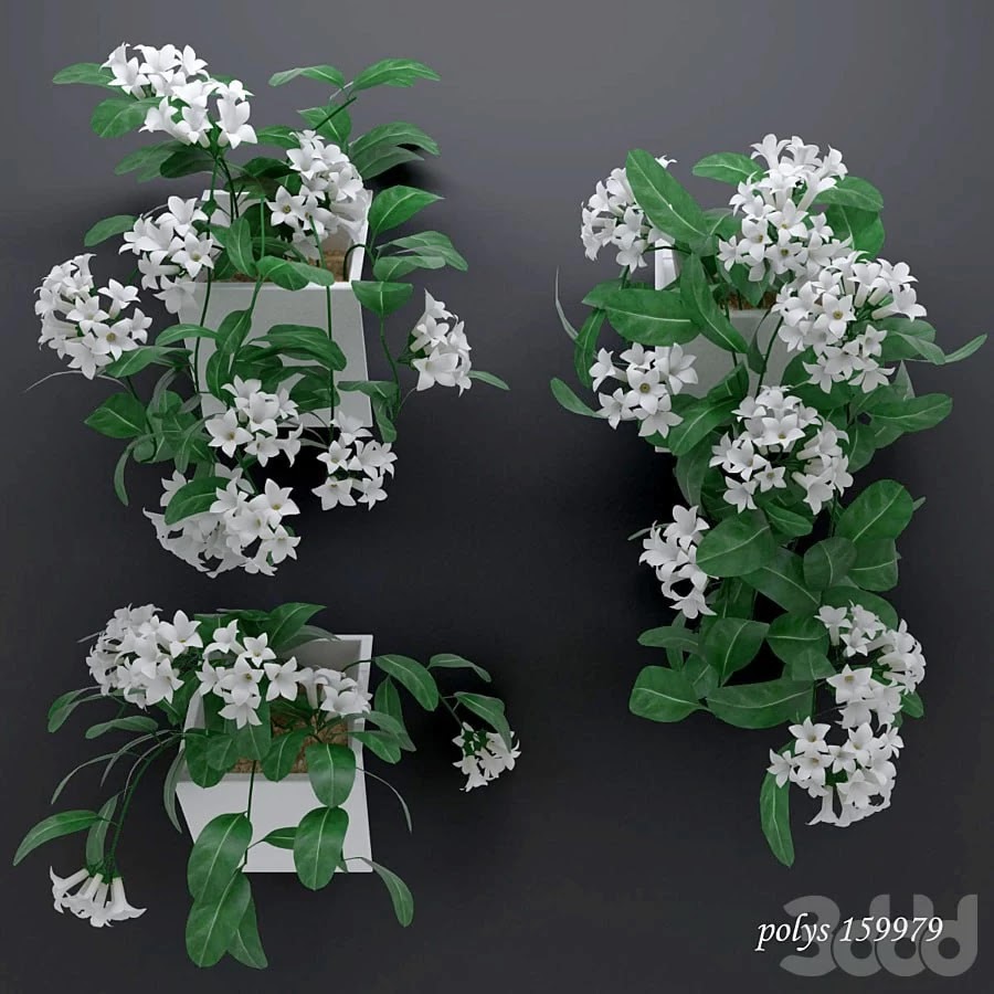 Trudging stephanotis plant abundantly blooming