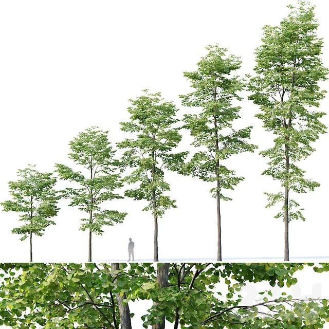 Tilia europaea # 8. H7-19m. Five forest trees