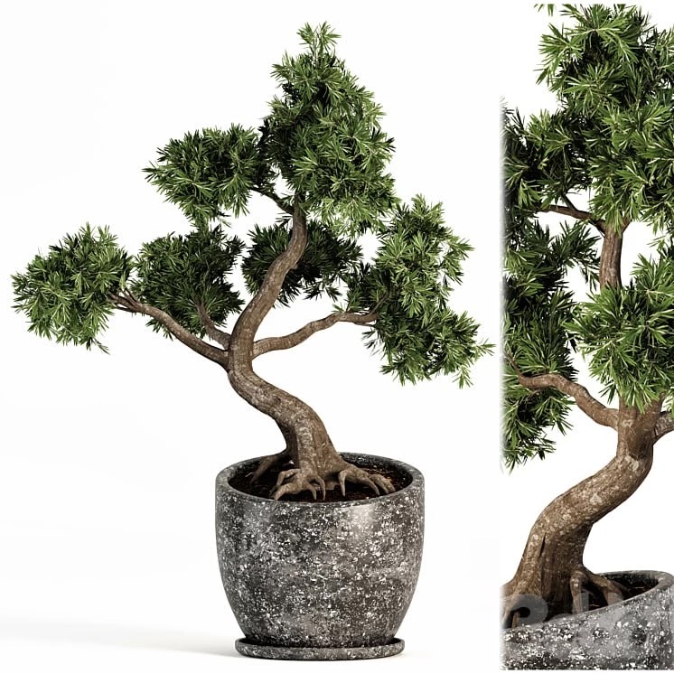 Plant bonsai-01