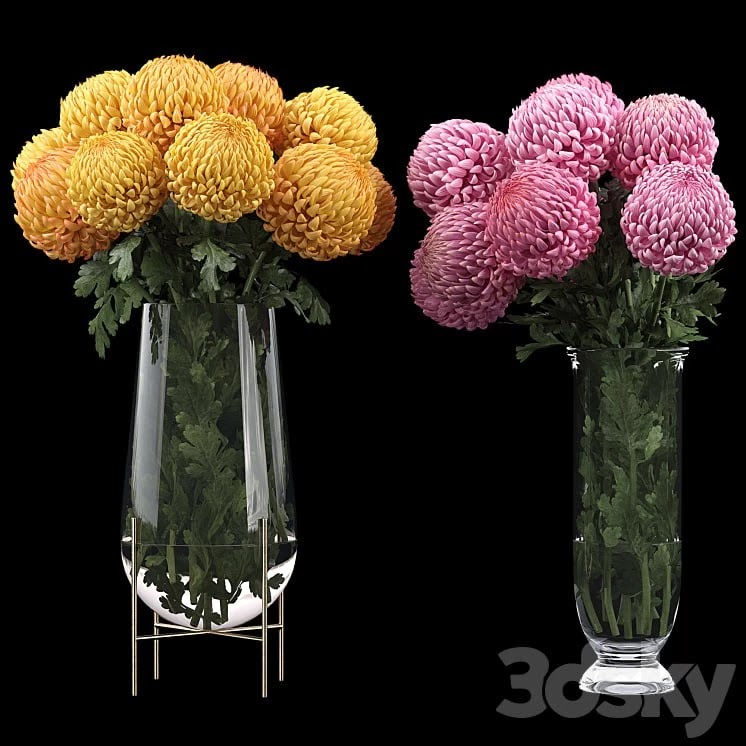 Chrysanthemum 2