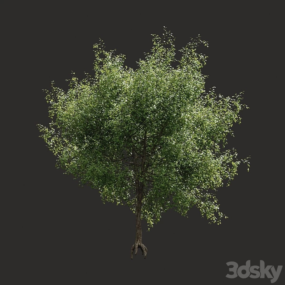 Summer tree # 05
