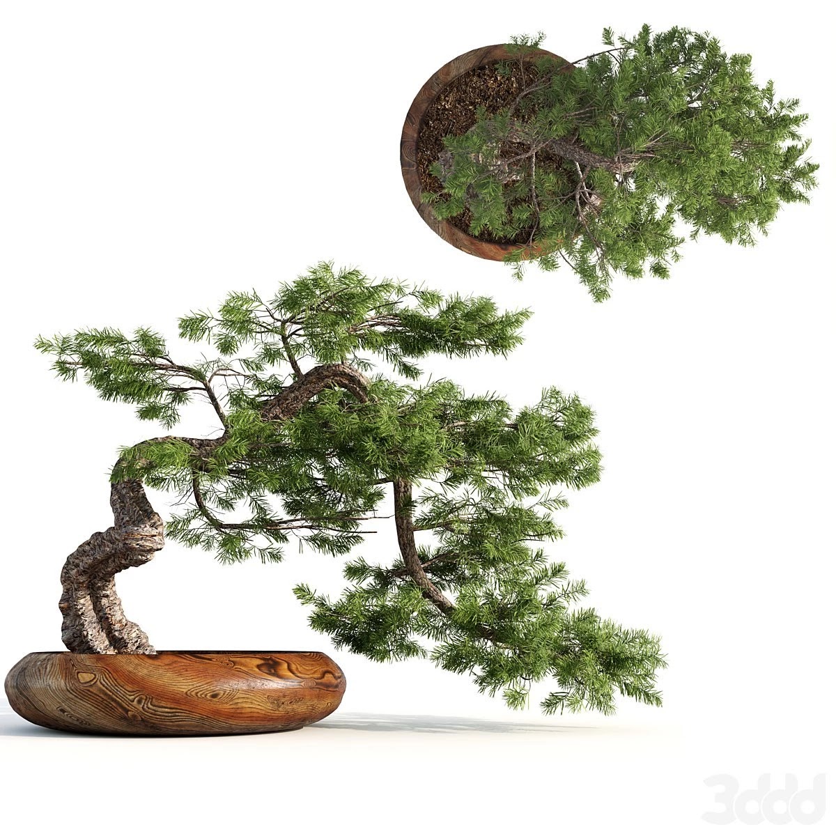bonsai04