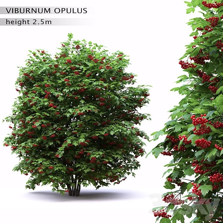 Red Wild Red Viburnum