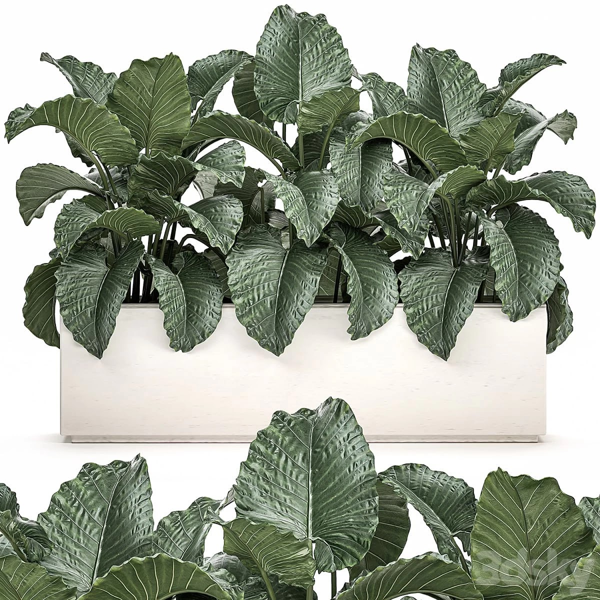 Plant Collection 507. Bushes, thickets, alocasia, white pot, flowerpot, indoor plants