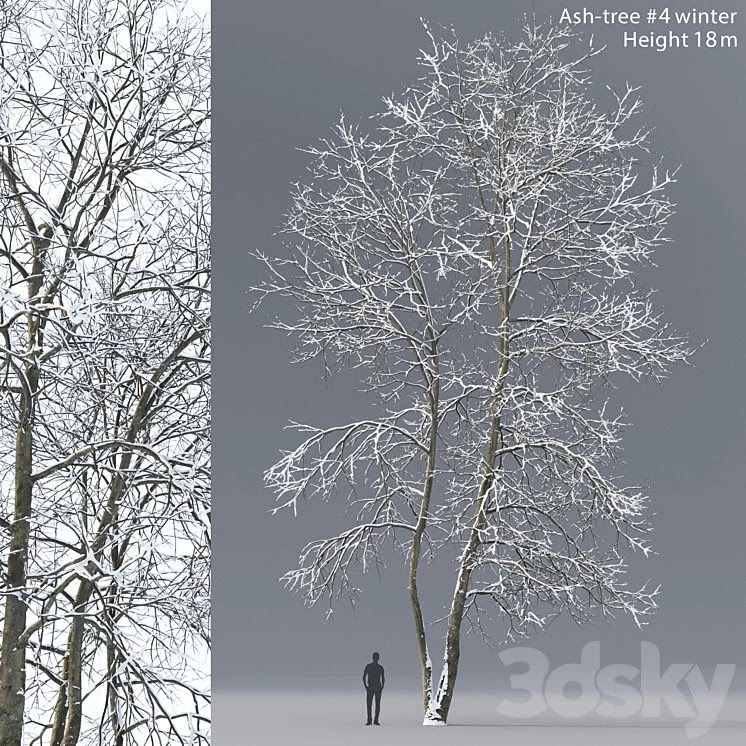 Winter Ash | Ash-tree winter #4 (18m)
