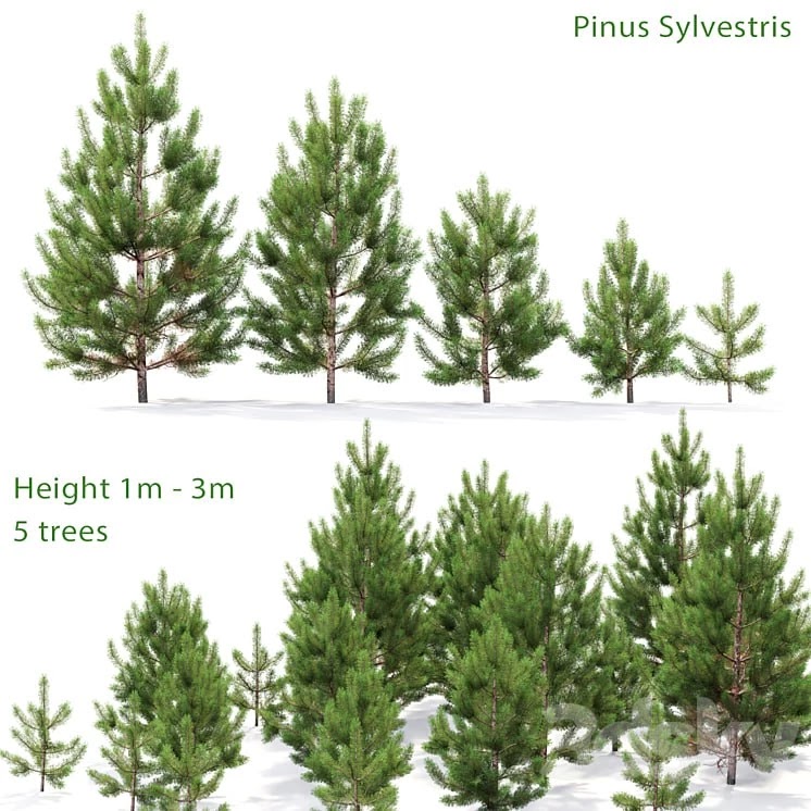 Pine