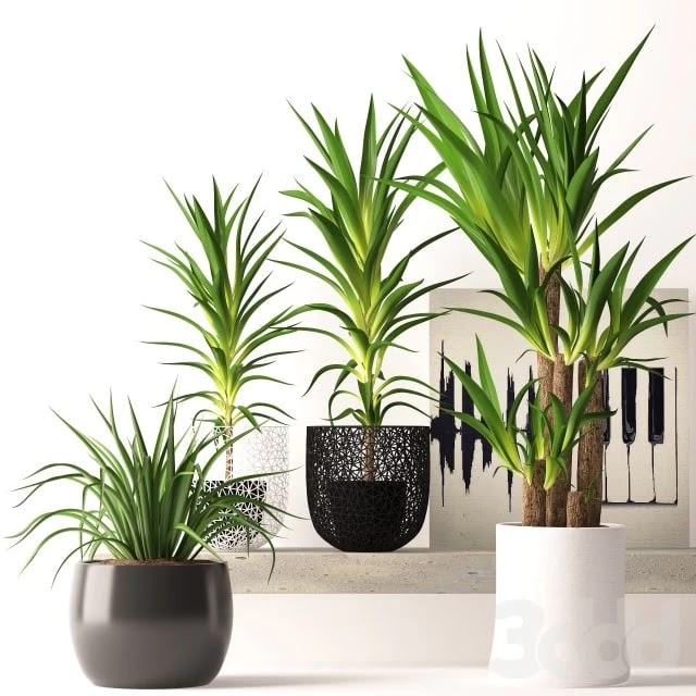 Houseplant set
