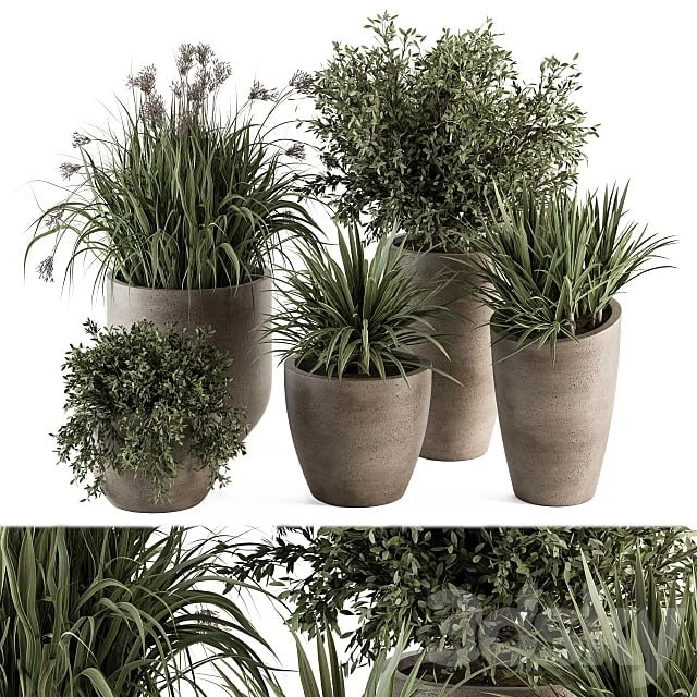 Outdoor Plant Set 311 - Yuka and Bush Set in Concrete Pot