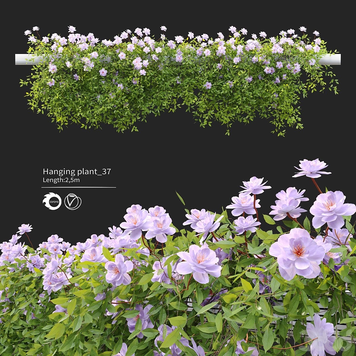 Hanging Plant 37
