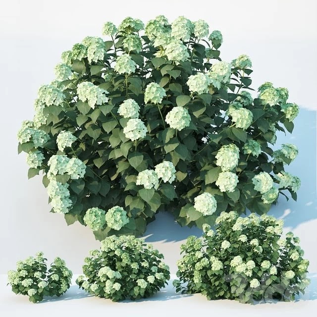 Hydrangea arborescens 3 sizes