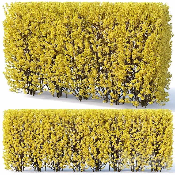 Forsythia # 2 hedge