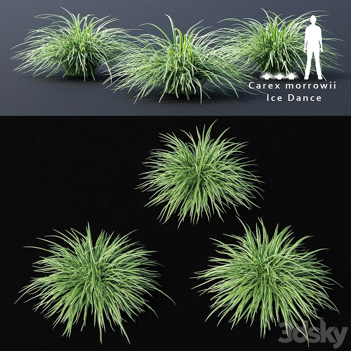 Sedge morrova | Carex morrowii Ice Dance ornamental grass