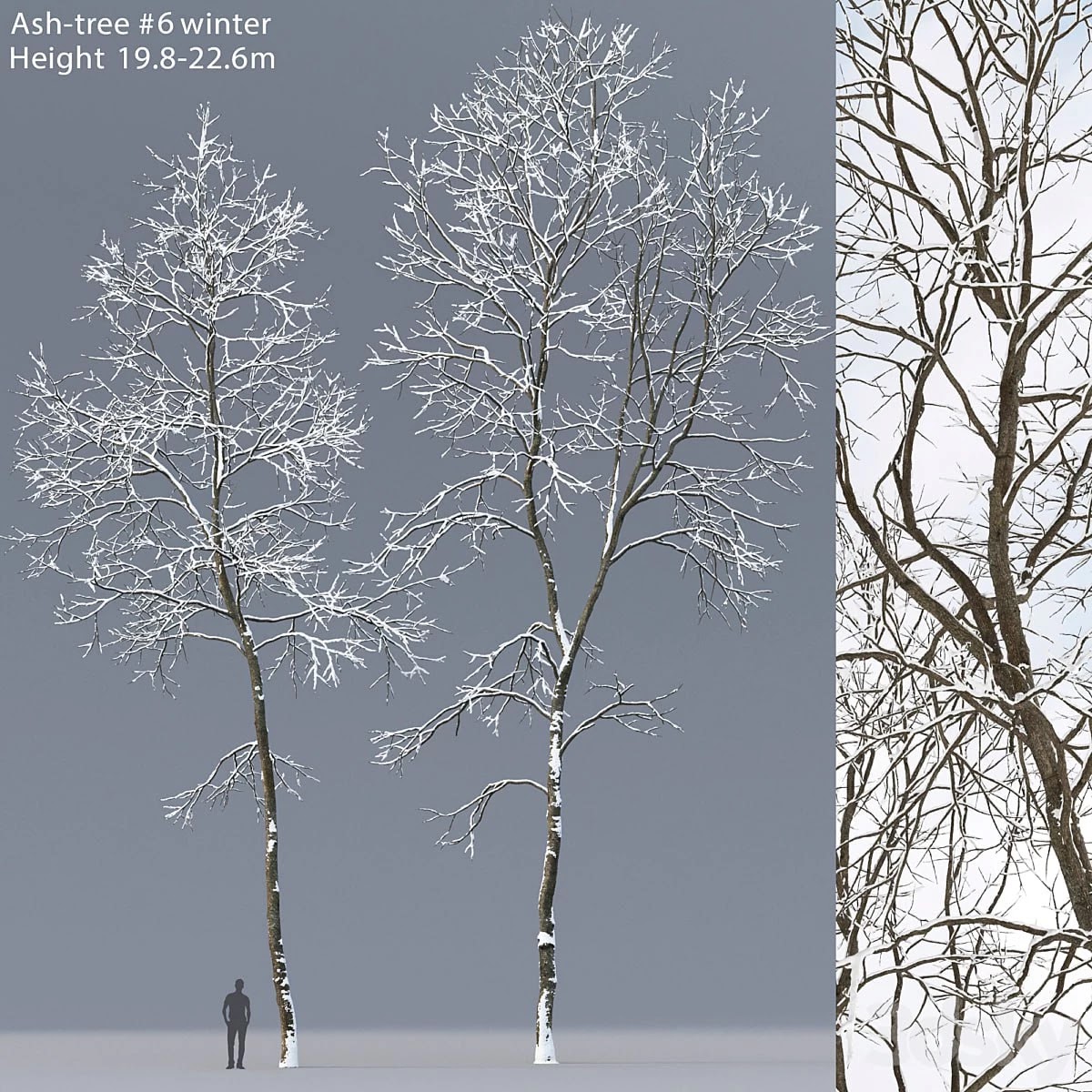 Winter Ash | Ash-tree winter # 6 (-)