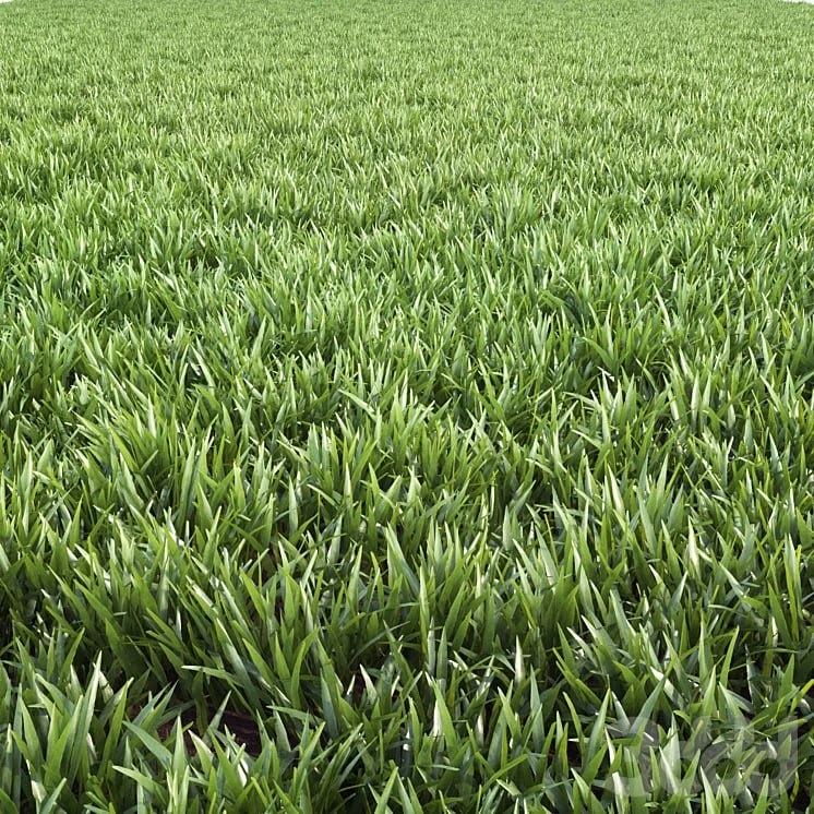 Arch_grass 02