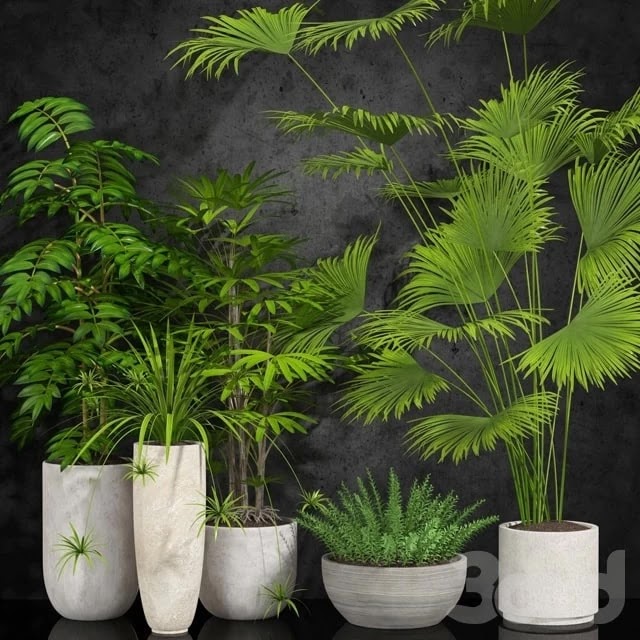 houseplant