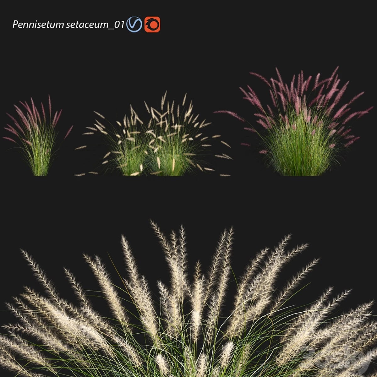 Pennisetum setaceum_01