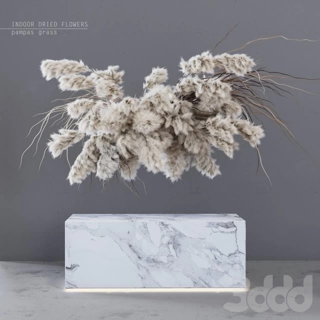 INDOOR DRIED FLOWERS / pampas grass