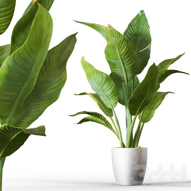 Banana palm