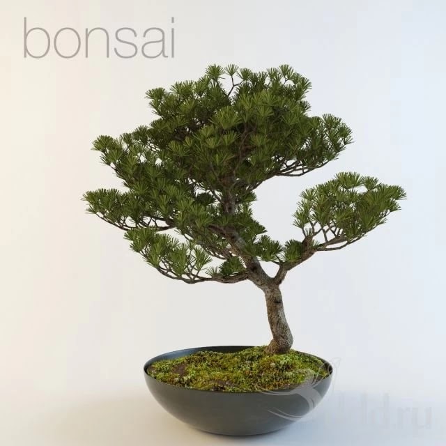 bonsai