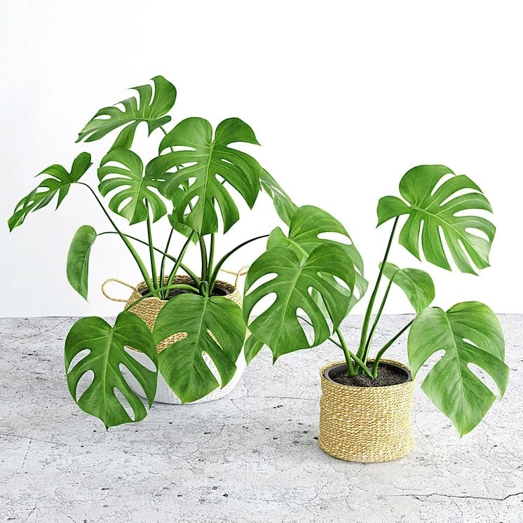 Monstera 3