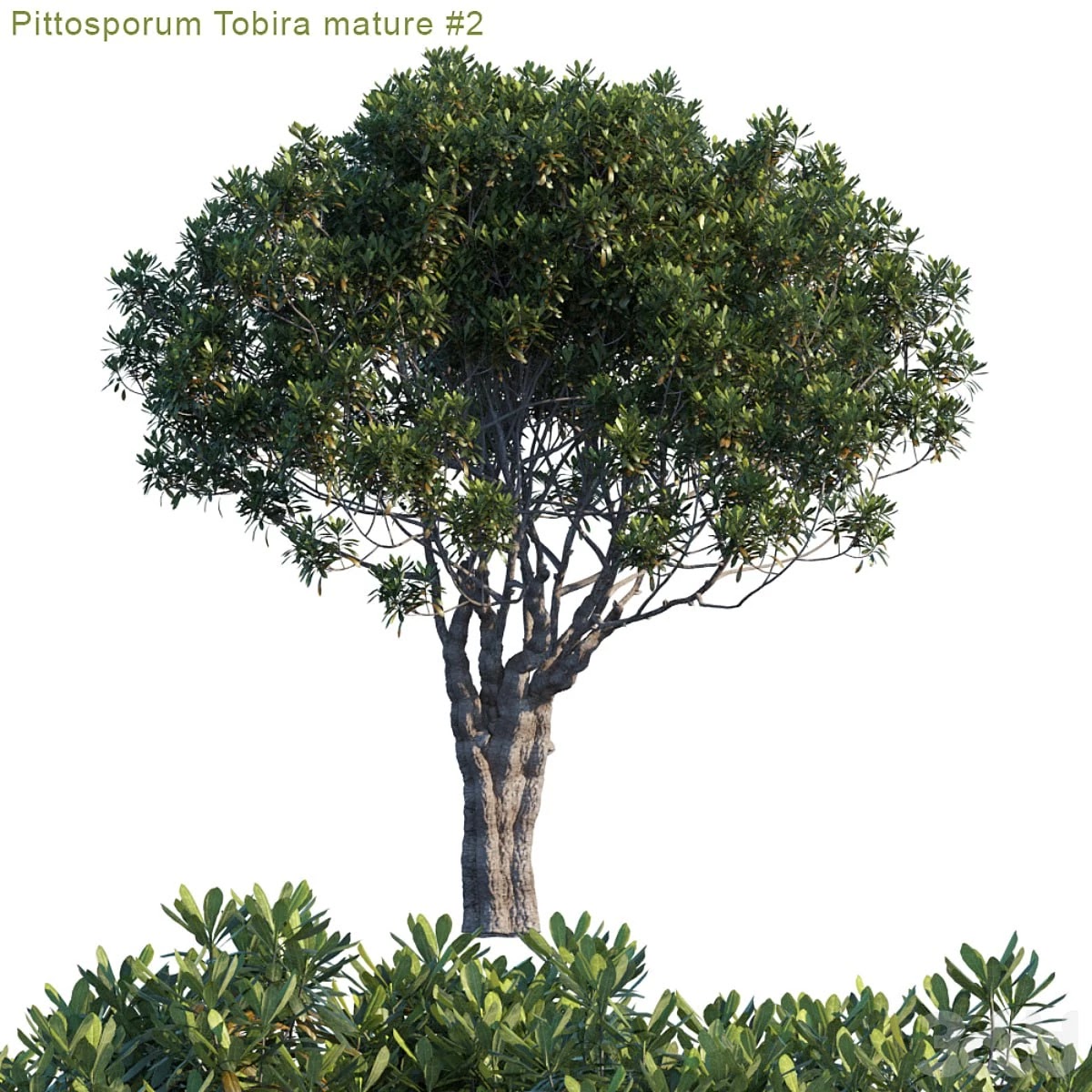 Pittosporum Tobira mature #2