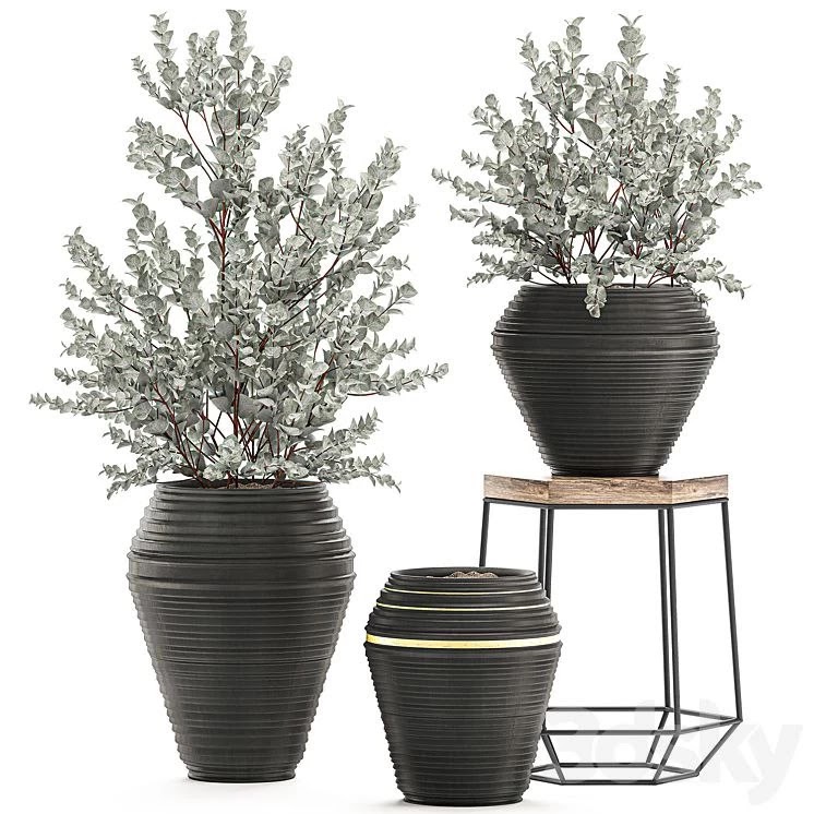 Plant Eucalyptus cinerea 534. Vase, bushes, Eucalyptus, indoor plants