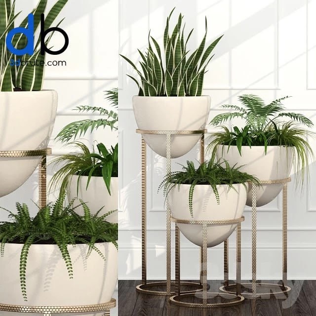Room plants 14