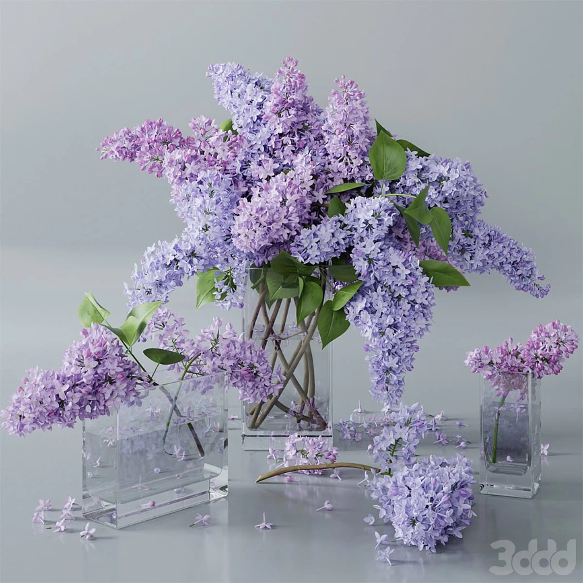 lilac 4