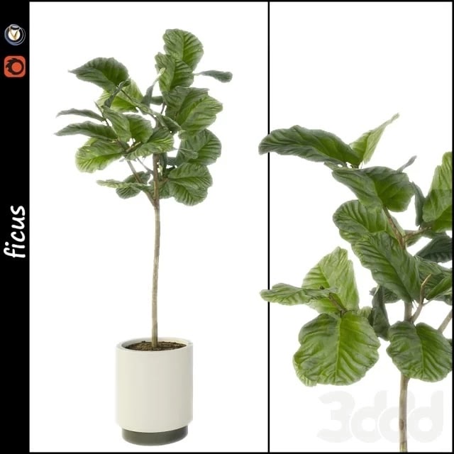 Ficus