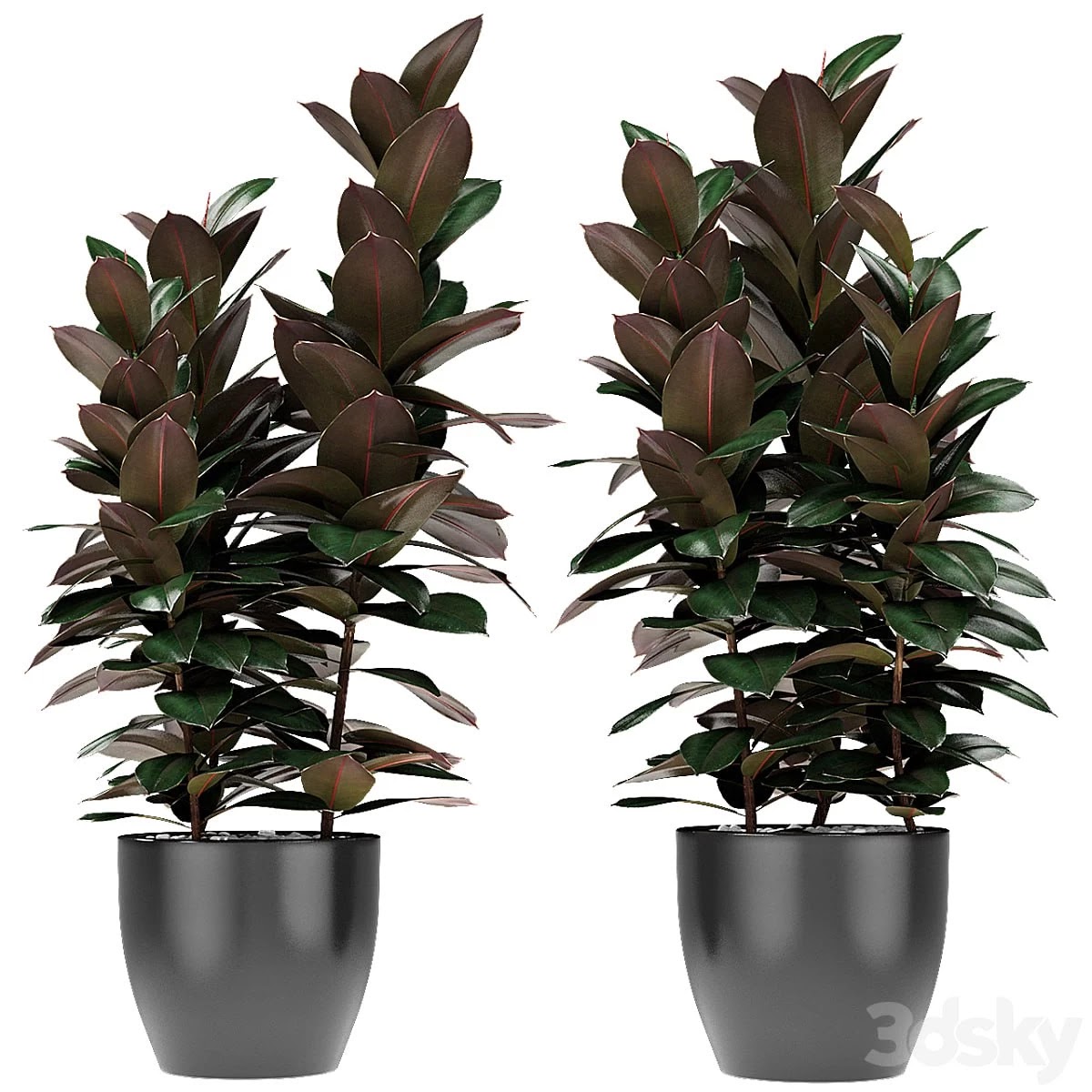 Plant in Pot Flowerpot Exotic Plant