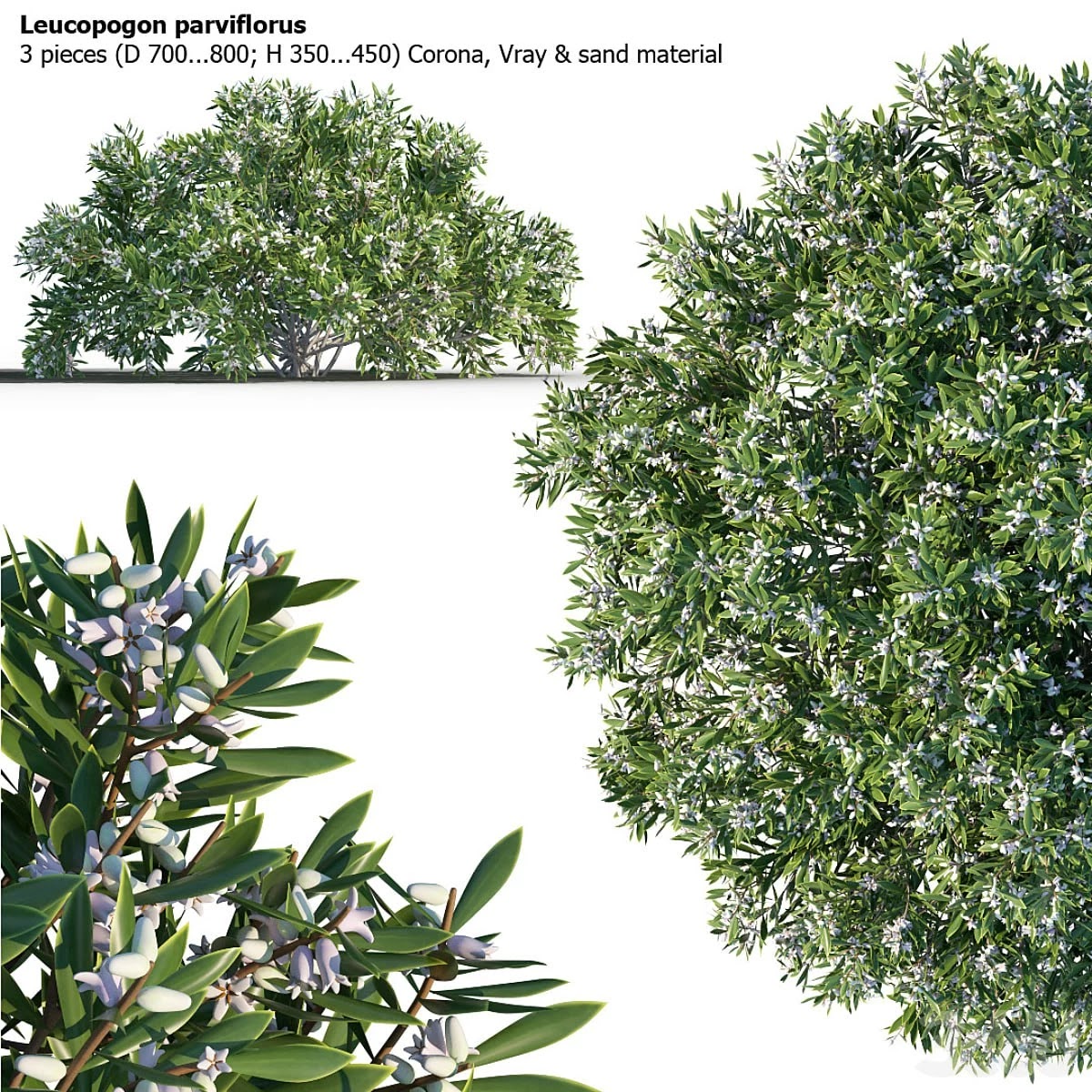 Leucopogon parviflorus, shrub