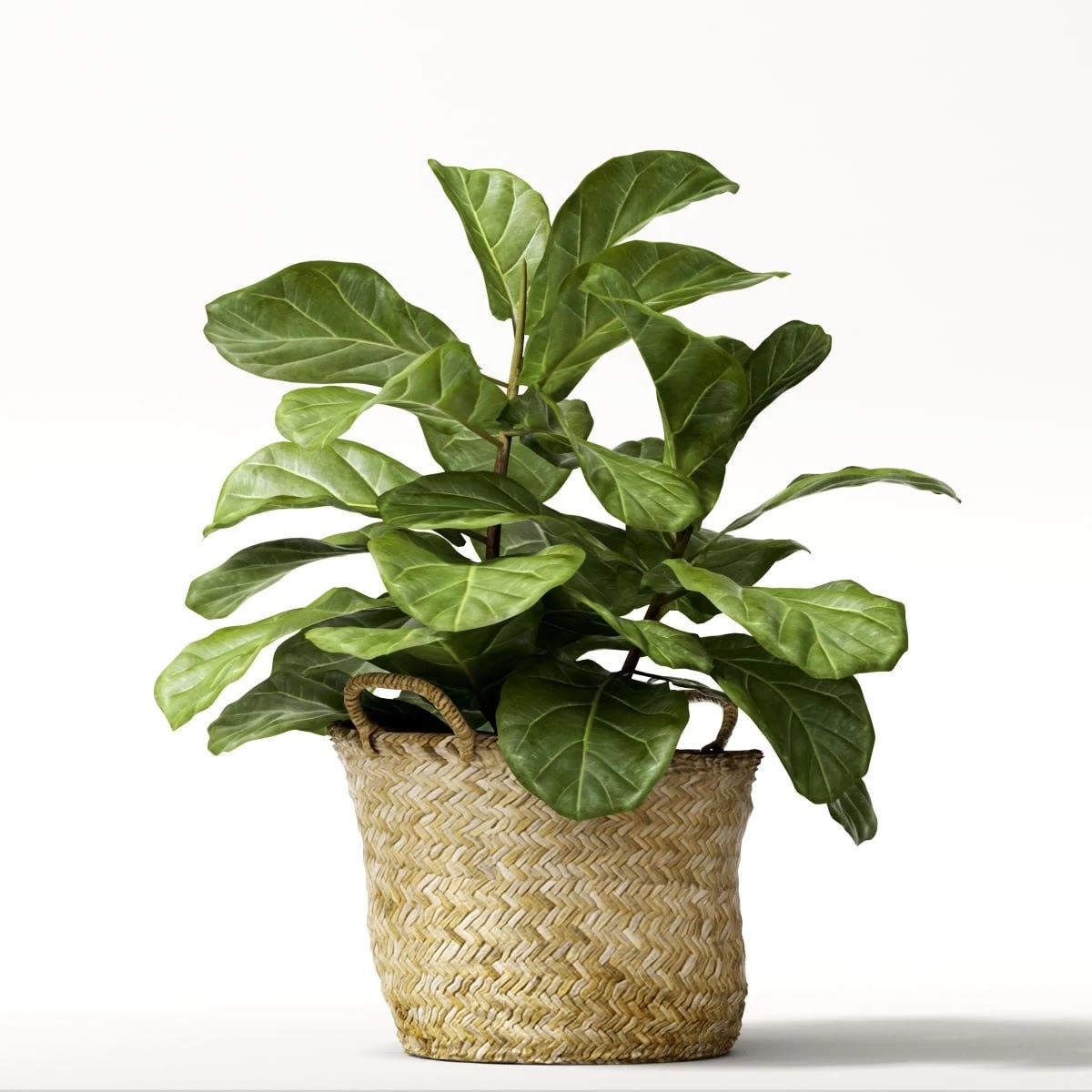 ficus lyrata №2