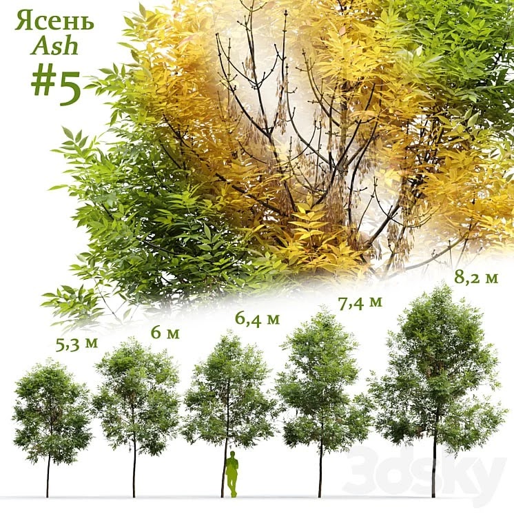 Ash Fraxinus 5