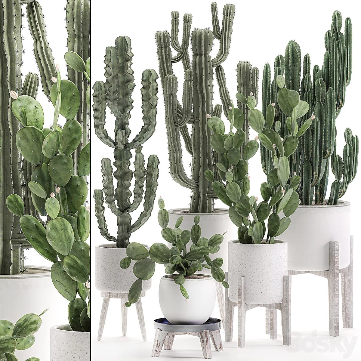 Plant Collection cactus 571. Prickly Pear, Cereus, Carnegia, Euphorbia, Potted Cacti, Flowerpot, Nordic Style, Desert Plants, Prickly pear