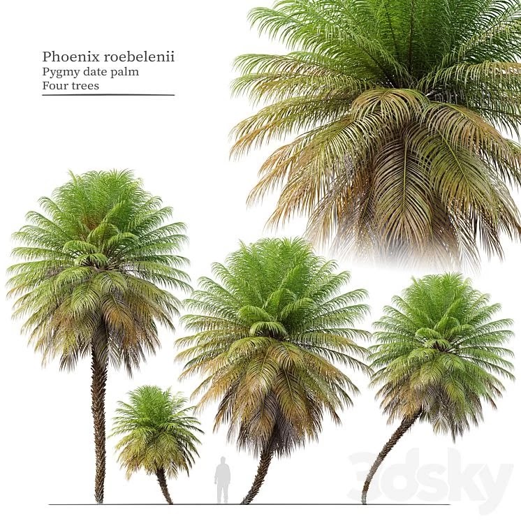 Phoenix roebelenii