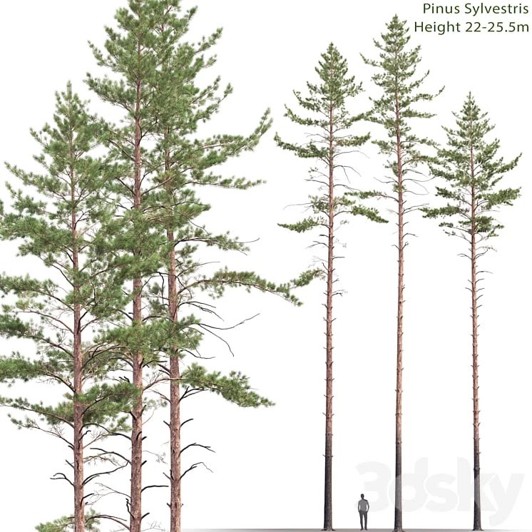 Pine