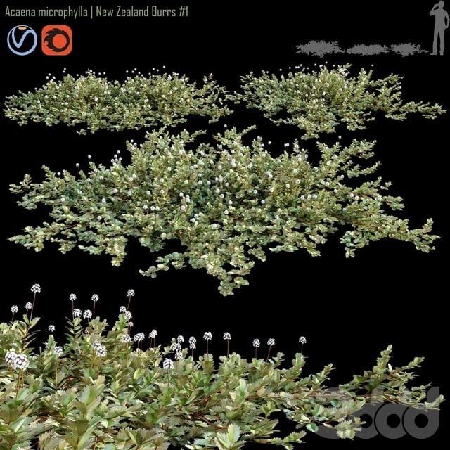 Acaena microphylla | New Zealand Burrs #1
