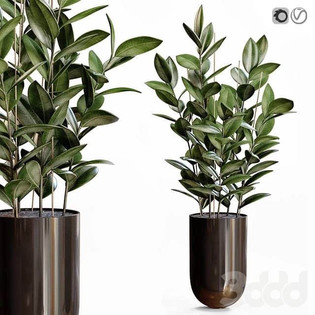 Rubber Plant
