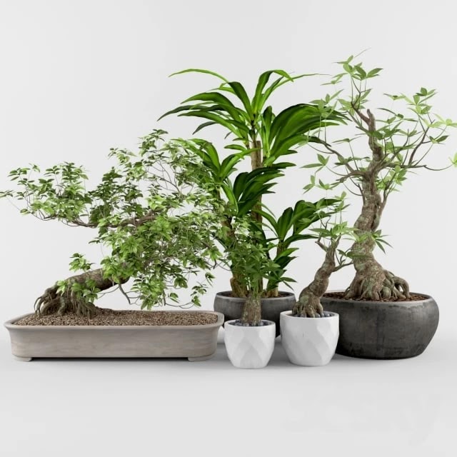 Plant