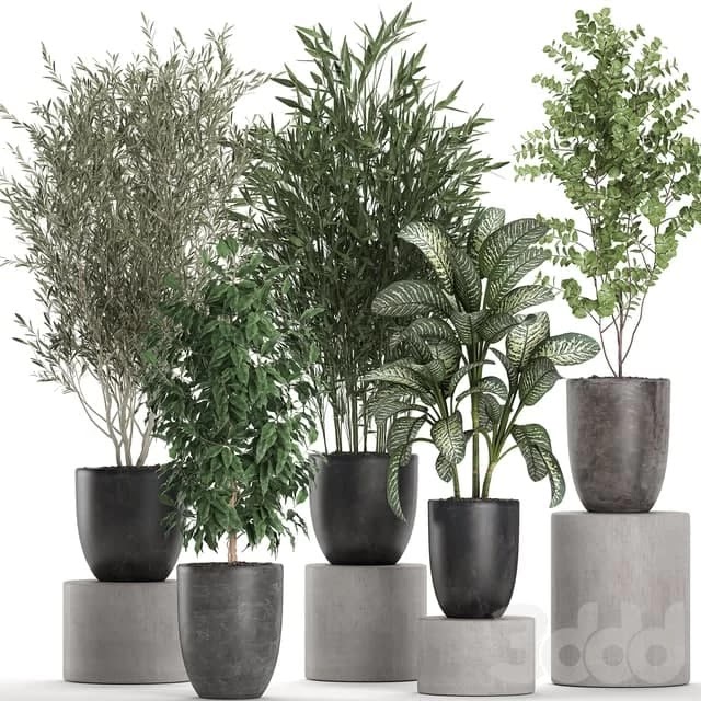 Plant collection 650. Oliva, bamboo, Dieffenbachia, tree, ficus, indoor trees
