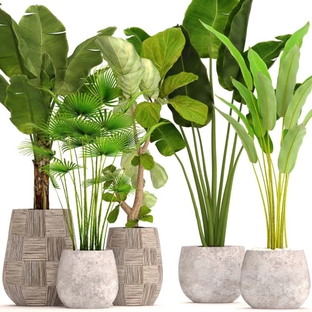 Set Plant